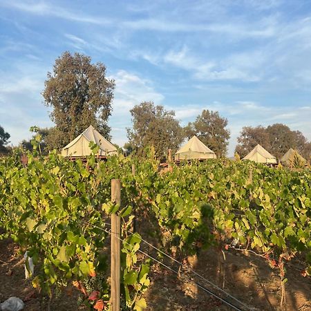 Lago Valle Wine Glamping Valle de Guadalupe Dış mekan fotoğraf