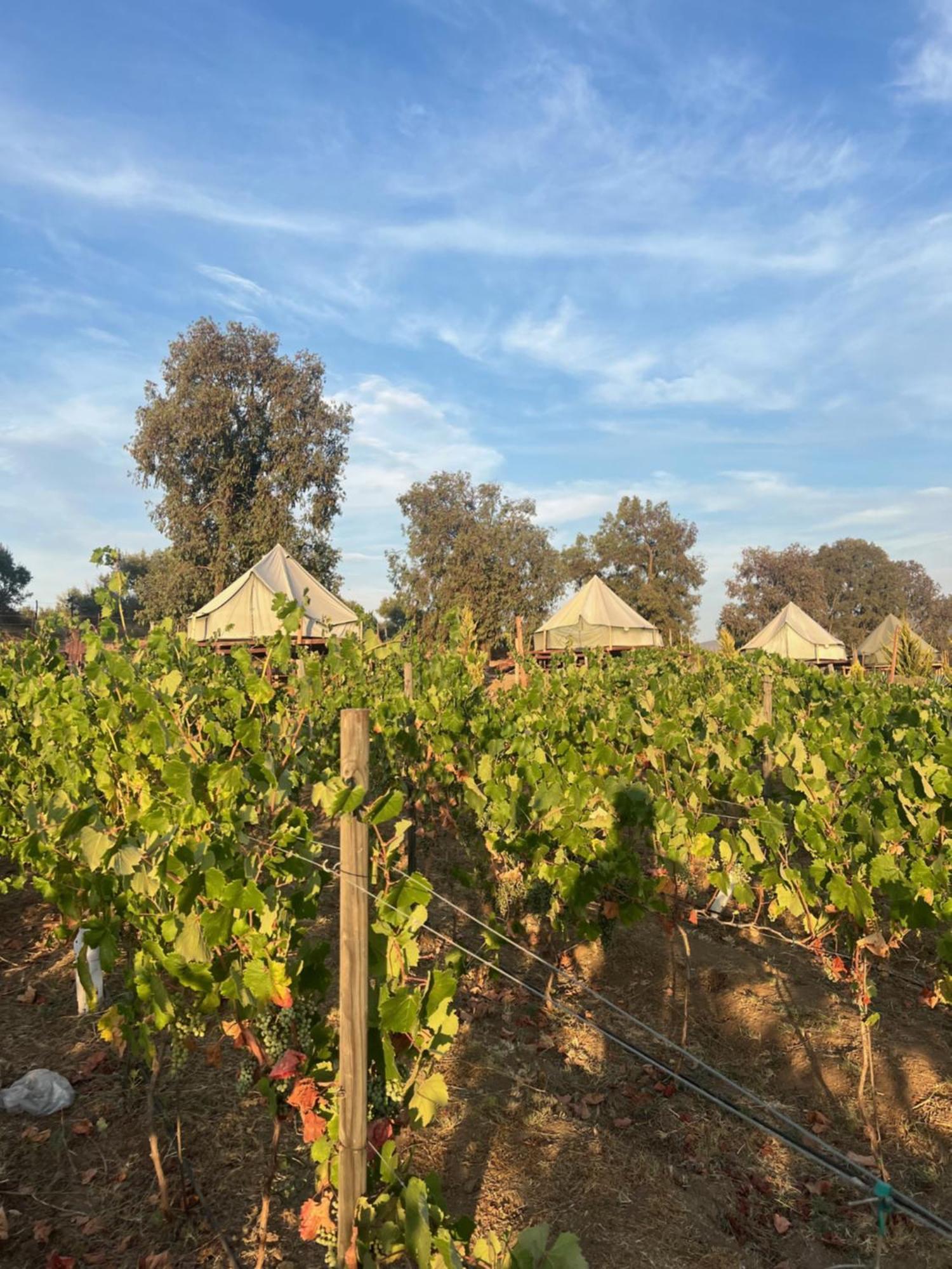 Lago Valle Wine Glamping Valle de Guadalupe Dış mekan fotoğraf